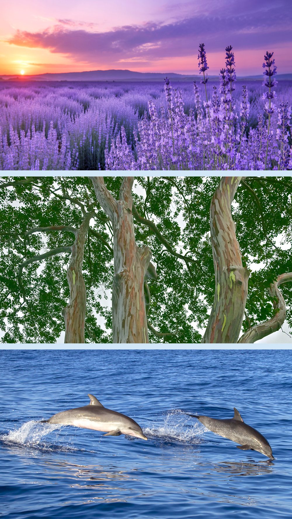 Bundle-1_Linien