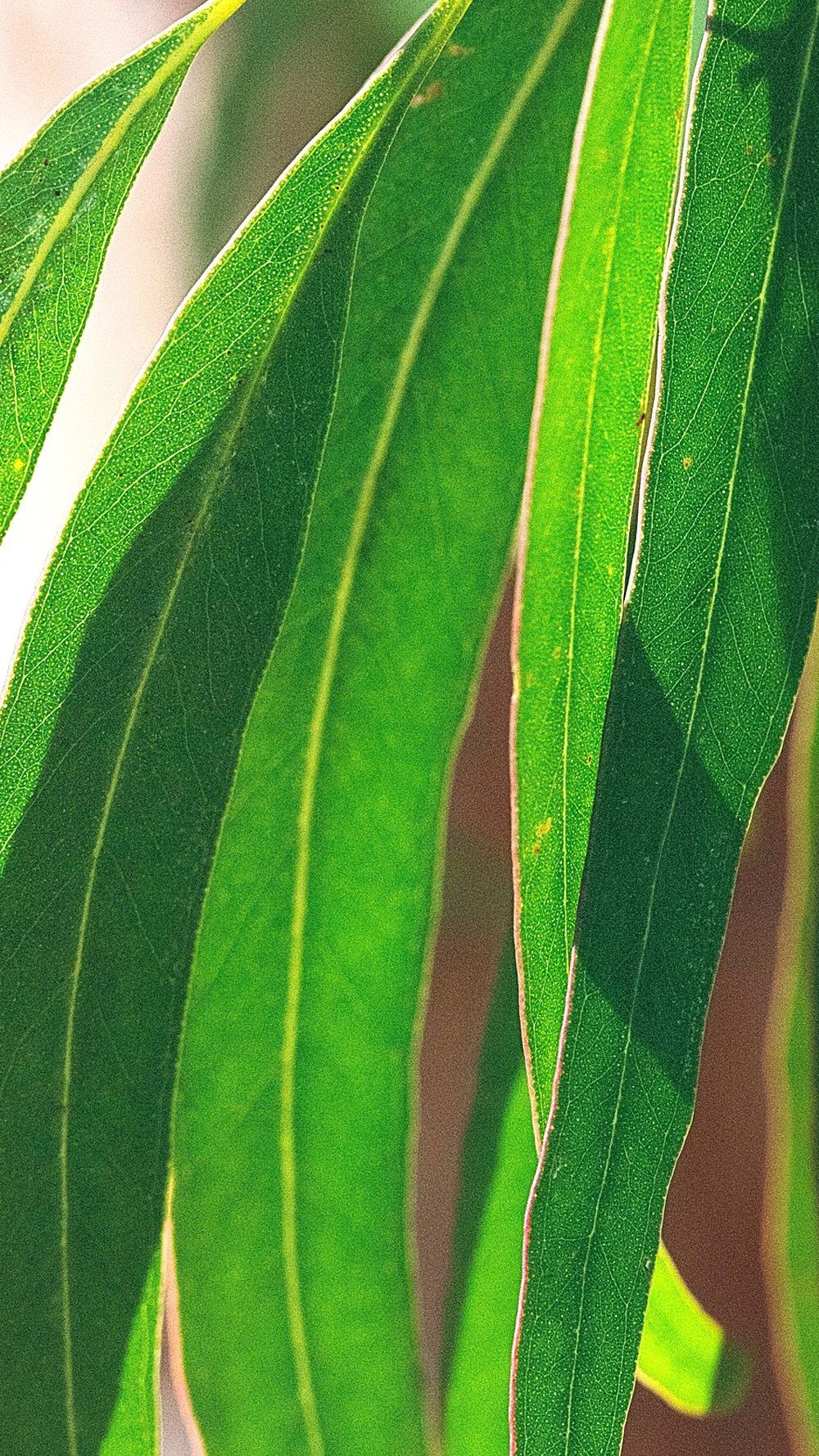 Eukalyptus2.jpg