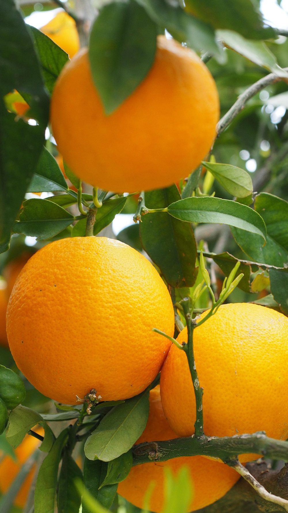 Orangen2